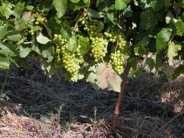 Grapes at beginning of ripening stage